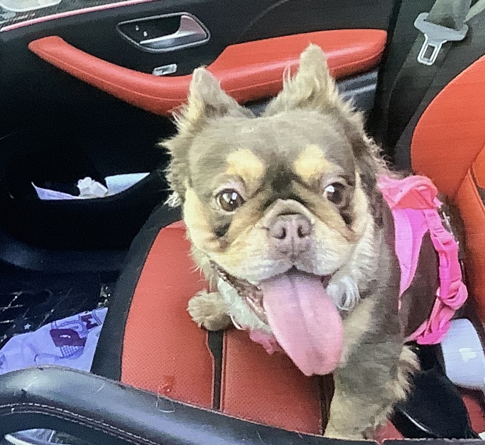 Honey spends  her routine sitting in the car 