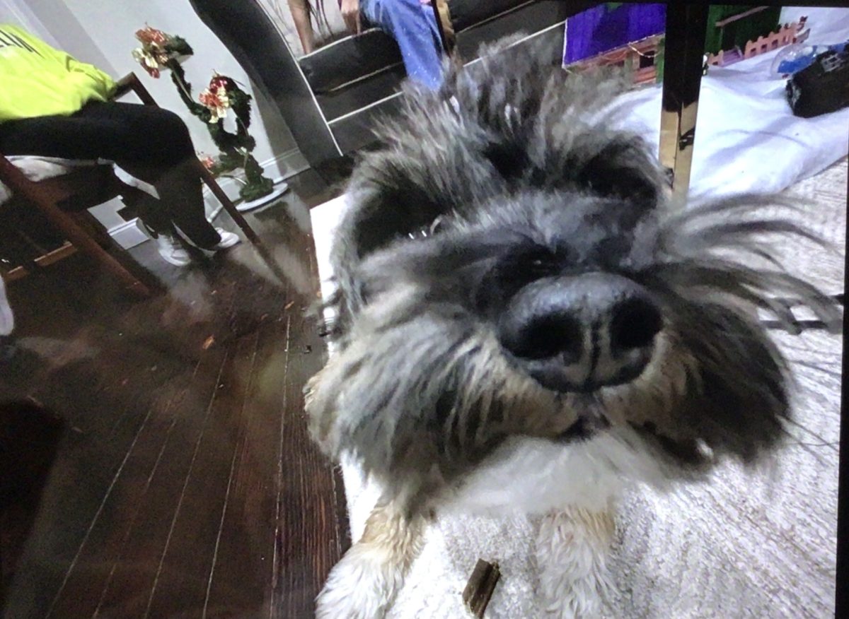 Gizmo sniffs the camera.