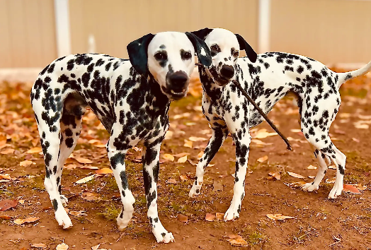 Tucker and Turbo play with a stick in the backyard