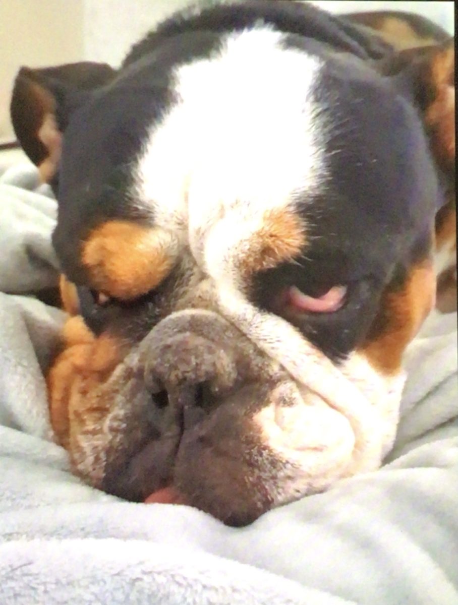 Kody lays on my mom"s bed.
