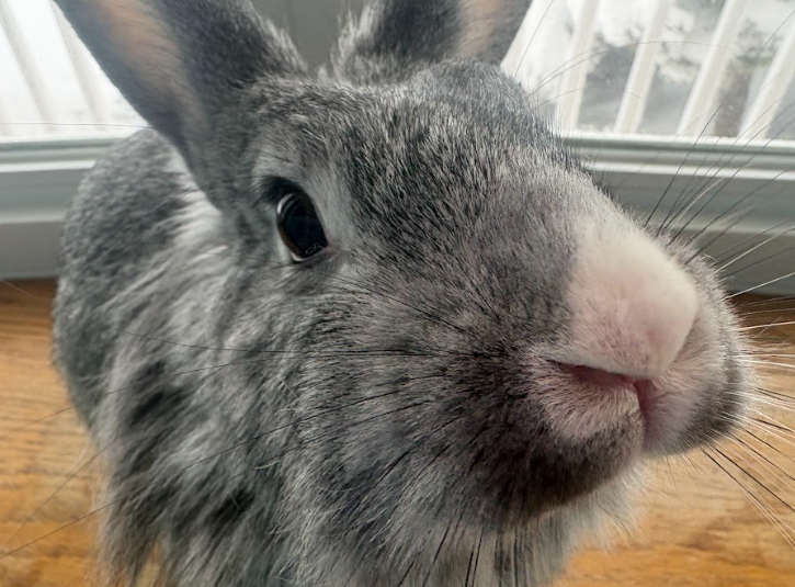 Lola posing for the camera